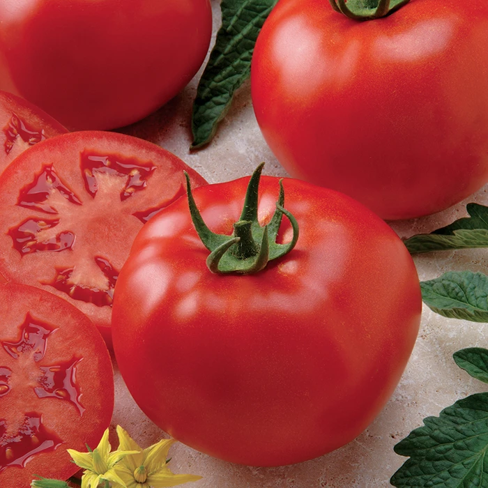 Better Boy Hybrid Tomato 1 Better Boy Hybrid Tomato