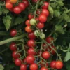 Candyland Red Tomato