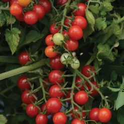 Candyland Red Tomato