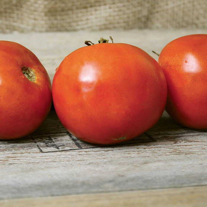 Wayahead Tomato 1 Wayahead Tomato