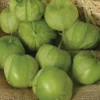 Tamayo R Hybrid Tomatillo