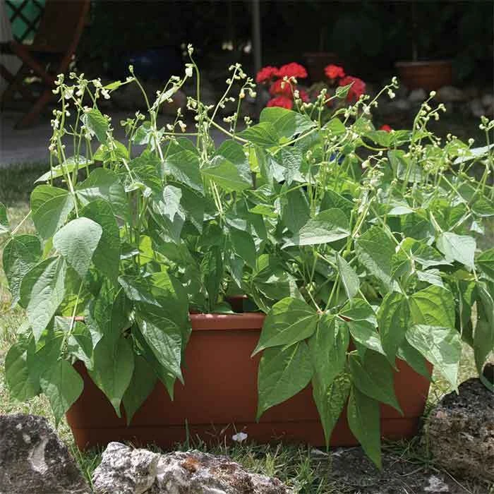 Mascotte Bush Bean 1 Mascotte Bush Bean