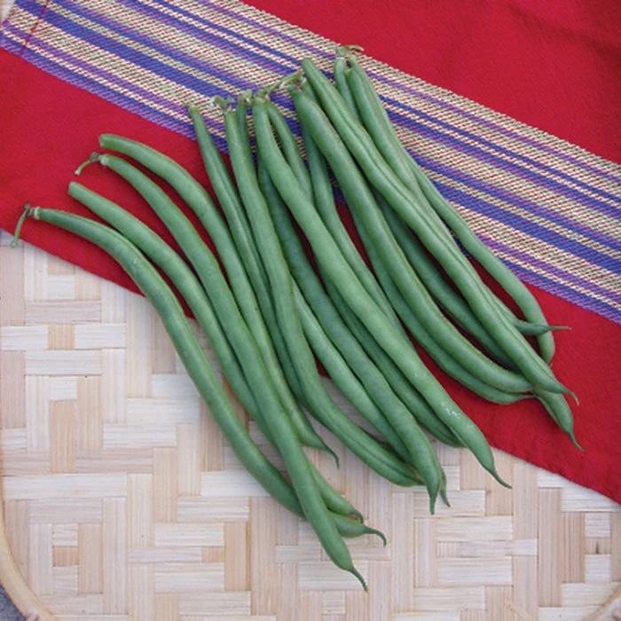 Provider Bush Bean 1 Provider Bush Bean