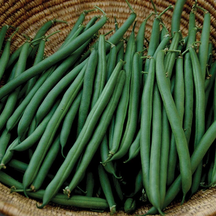 Annihilator Bush Bean 1 Annihilator Bush Bean