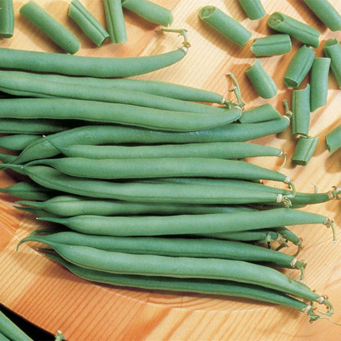 Top Crop Bush Bean 1 Top Crop Bush Bean