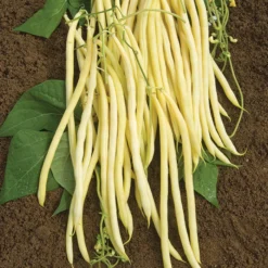 Monte Gusto Pole Bean