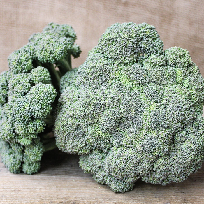 Castle Dome Hybrid Broccoli 1 Castle Dome Hybrid Broccoli