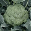 Green Magic Hybrid Broccoli