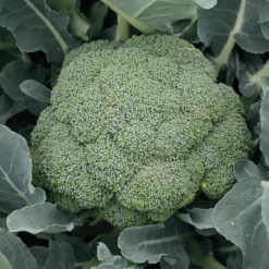 Green Magic Hybrid Broccoli