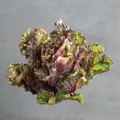 Autumn Star Kalettes®
