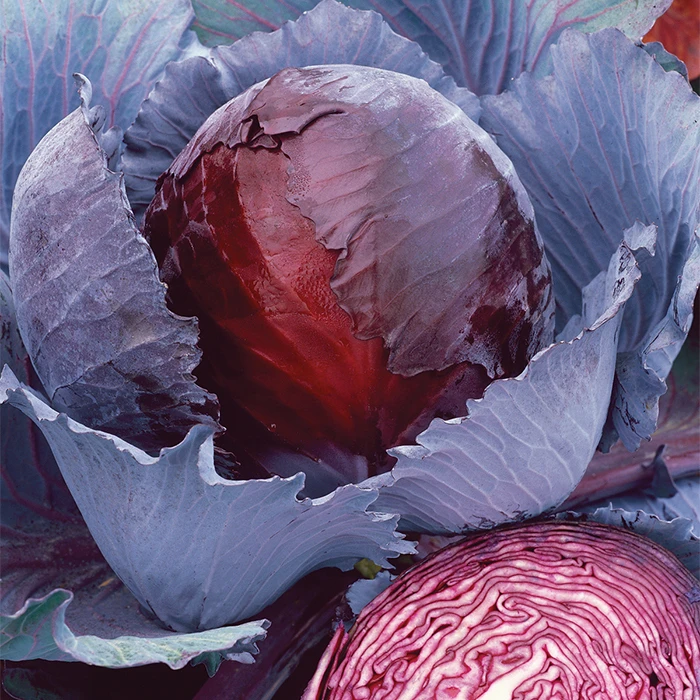 Red Express Cabbage 1 Red Express Cabbage