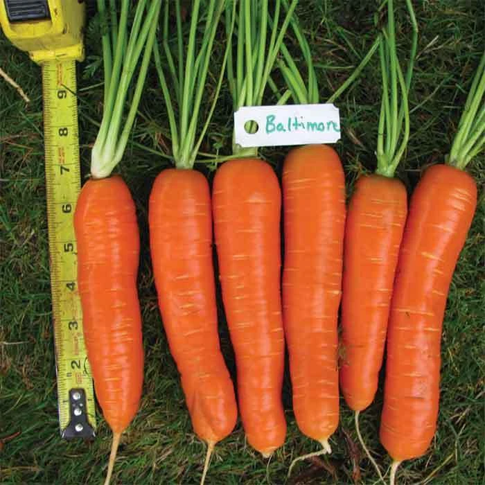 Baltimore Hybrid Carrot 1 Baltimore Hybrid Carrot