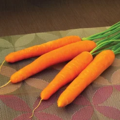 Ingot Hybrid Carrot