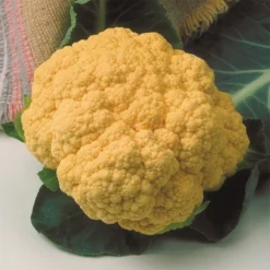 Cheddar Hybrid Cauliflower