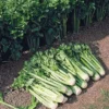 Tango Hybrid Celery