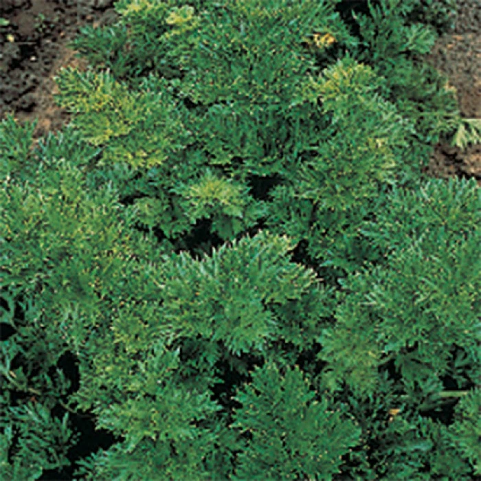 Cutting Celery 1 Cutting Celery