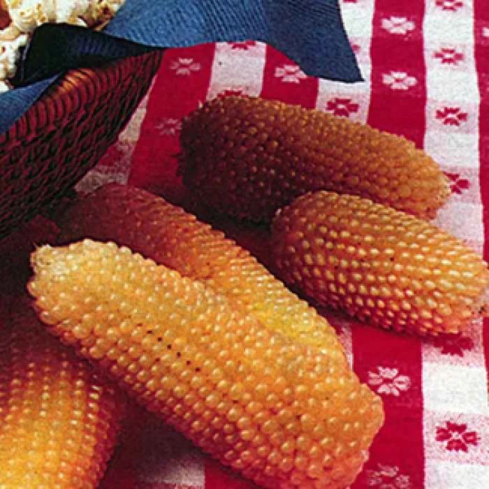 Japanese White Hulless Popcorn 1 Japanese White Hulless Popcorn