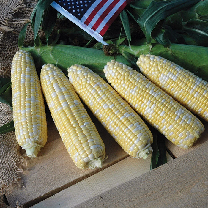 American Dream Hybrid Sweet Corn 1 American Dream Hybrid Sweet Corn