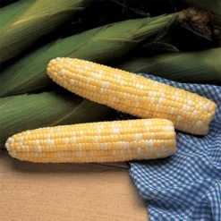Serendipity Triplesweet® Bicolor Hybrid Sweet Corn