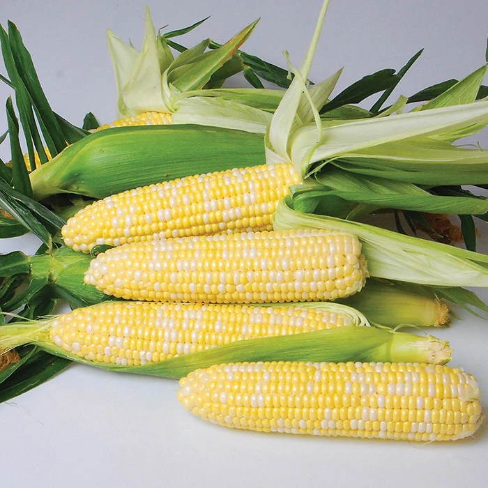 Nirvana Bicolor Hybrid Sweet Corn 1 Nirvana Bicolor Hybrid Sweet Corn