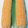 Illini Xtra-Sweet&trade; Hybrid Sweet Corn