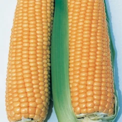 Illini Xtra-Sweet™ Hybrid Sweet Corn