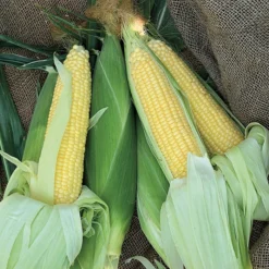 Incredible RM Yellow Sweet Corn