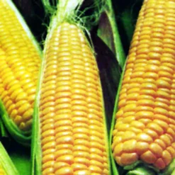 NK 199 Hybrid Sweet Corn