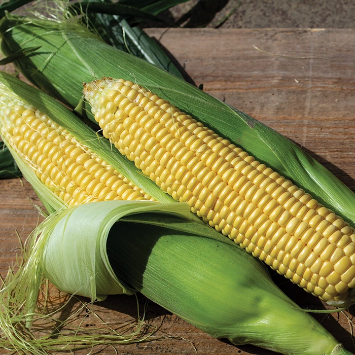 Northern Xtra-Sweet™ Hybrid Sweet Corn 1 Northern Xtra-Sweet™ Hybrid Sweet Corn