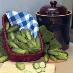 Alibi Hybrid Cucumber