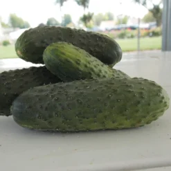 Artist Hybrid Cucumber