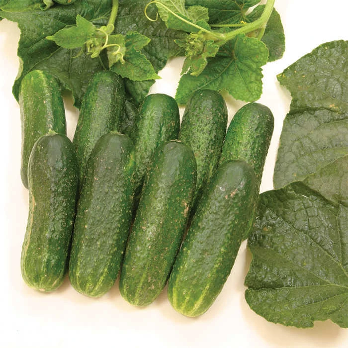 Diamant Hybrid Cucumber 1 Diamant Hybrid Cucumber