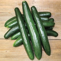 Summer Dance Hybrid Cucumber