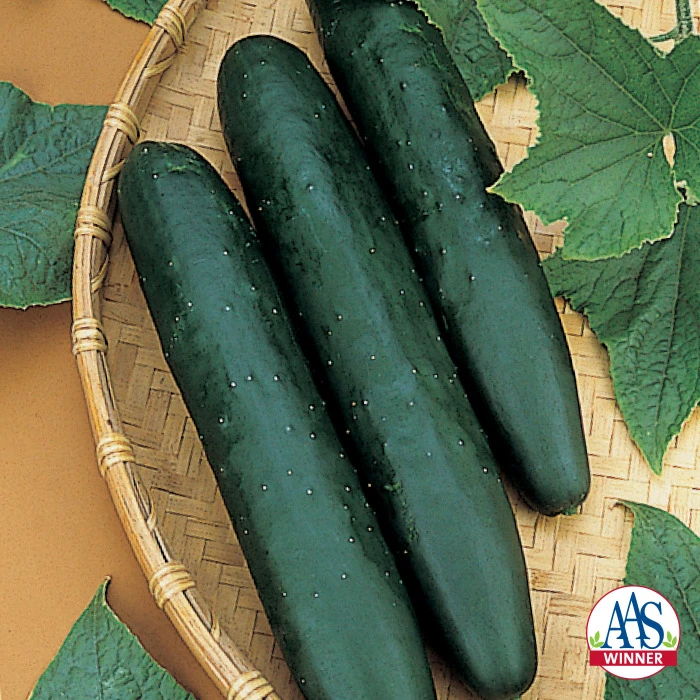 Sweet Success PS Hybrid Cucumber 1 Sweet Success PS Hybrid Cucumber