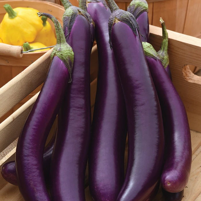 Asian Delite Hybrid Eggplant 1 Asian Delite Hybrid Eggplant