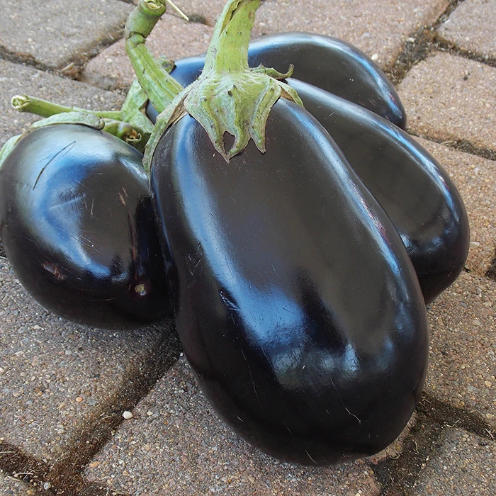 Black Beauty Eggplant 1 Black Beauty Eggplant