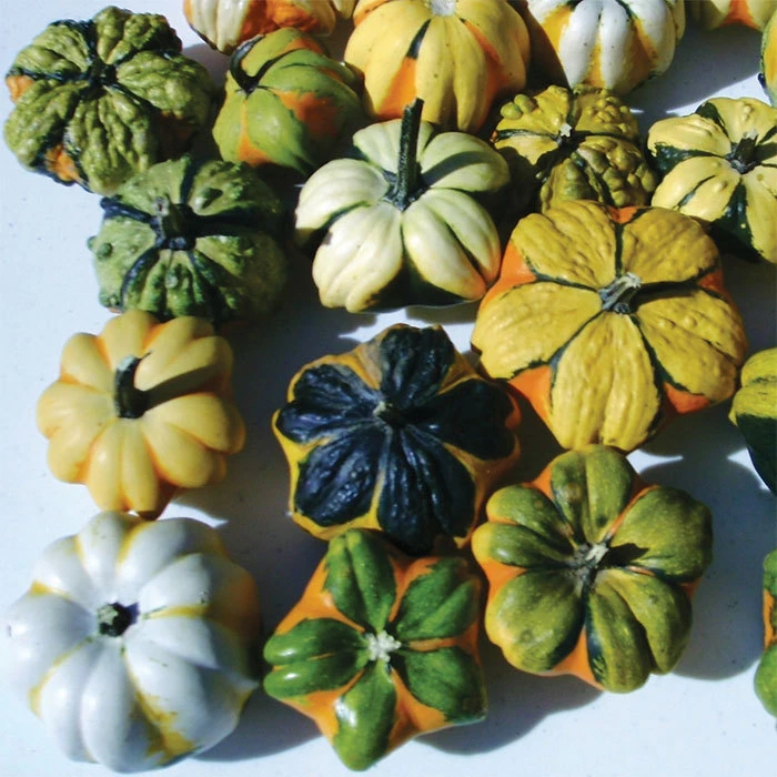 Daisy Mix Gourds 1 Daisy Mix Gourds