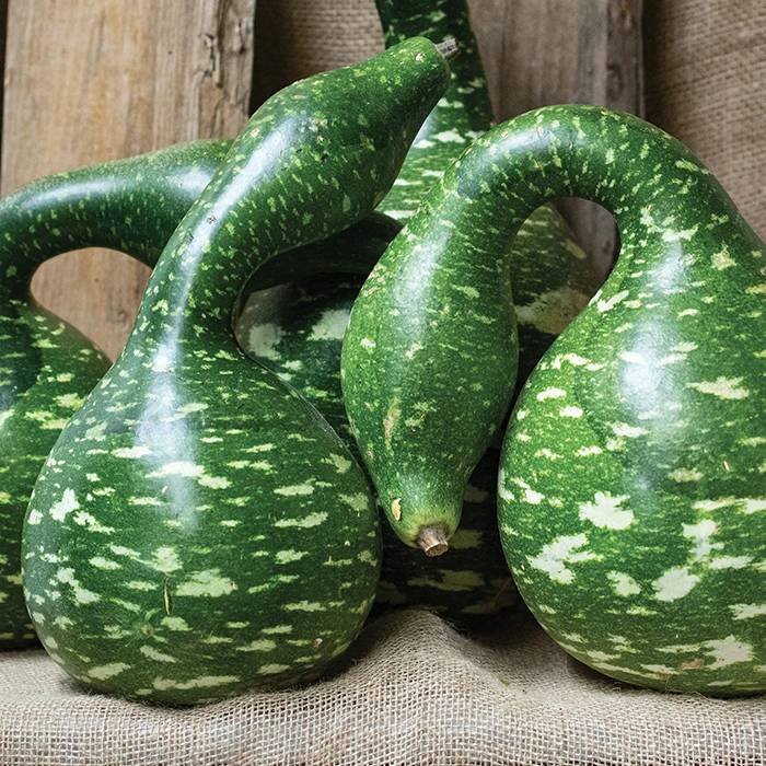 Speckled Swan Gourds 1 Speckled Swan Gourds