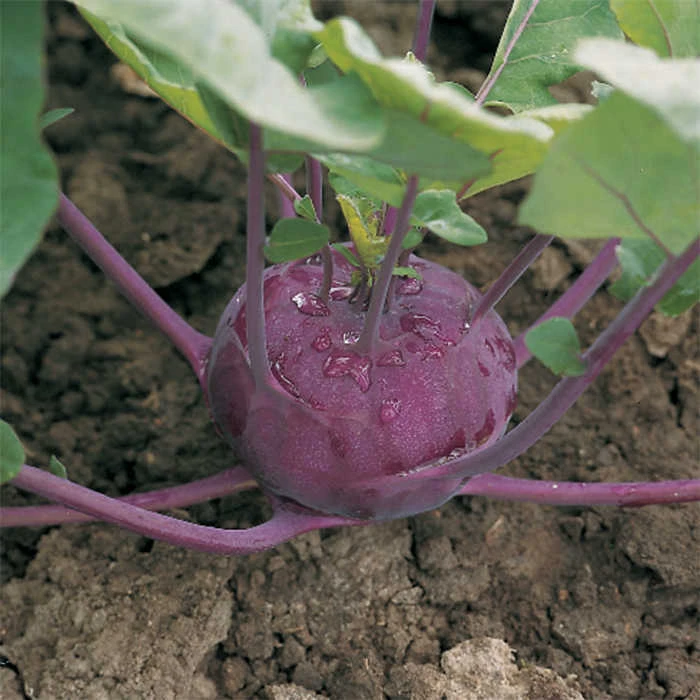 Kolibri Hybrid Kohlrabi 1 Kolibri Hybrid Kohlrabi