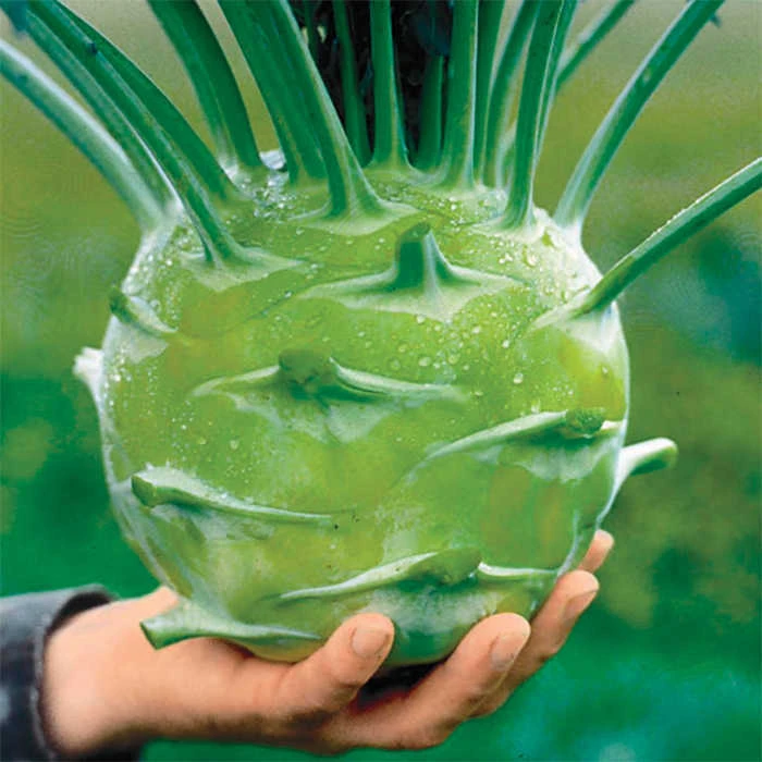 Kossak Hybrid Kohlrabi 1 Kossak Hybrid Kohlrabi