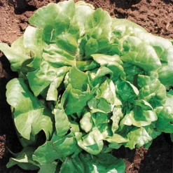 Buttercrunch Lettuce