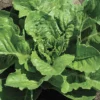 Parris Island Romaine Lettuce
