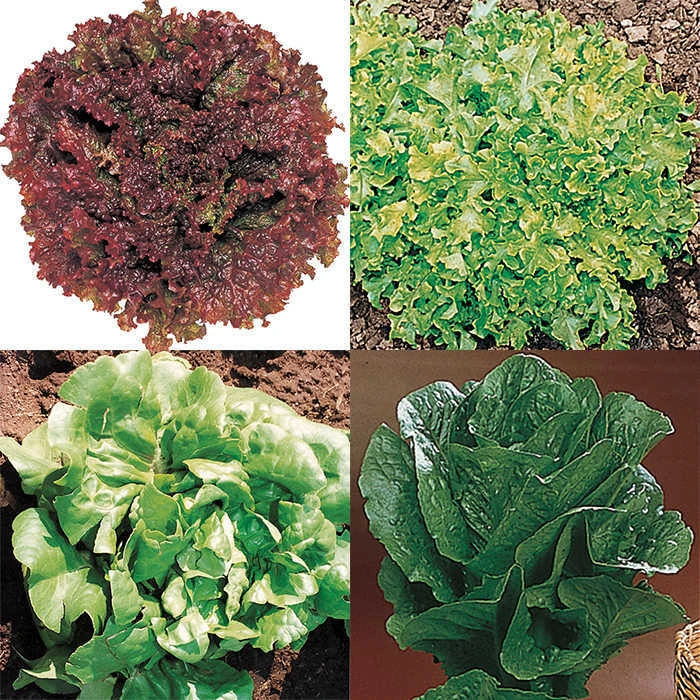 Lettuce Sampler 1 Lettuce Sampler