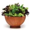 Various SimplySalad&trade; Alfresco Mesclun Mix