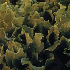 Black Seeded Simpson Looseleaf Lettuce