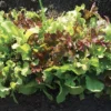 Jung's Kaleidoscope Lettuce Blend