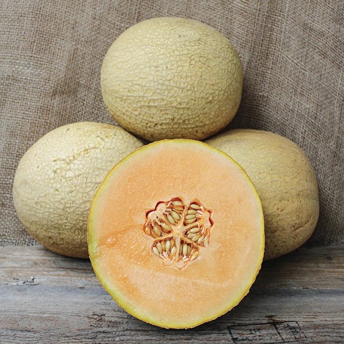 Goddess Hybrid Muskmelon 1 Goddess Hybrid Muskmelon