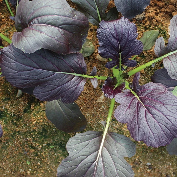 Red Kingdom Hybrid Mizuna 1 Red Kingdom Hybrid Mizuna