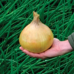 Ailsa Craig Exhibition Onion