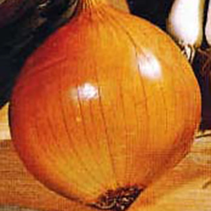 Walla Walla Onion 1 Walla Walla Onion